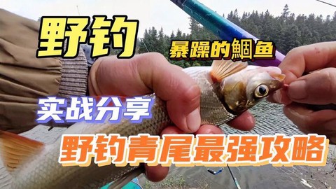 九阴真经青尾怎么杀[图1]