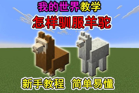 我的世界怎么养羊驼[图2]